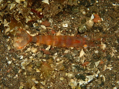 Parhippolyte misticia