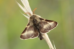 Malacosoma alpicolum