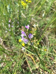 Astragalus austriacus