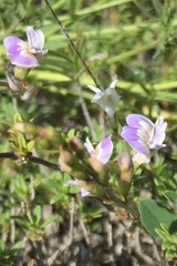 Astragalus austriacus