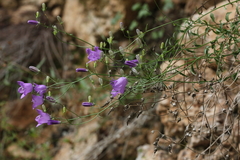 Campanula macrorhiza