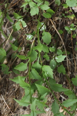 Campanula macrorhiza