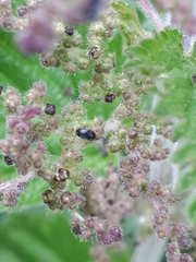 Brachypterus urticae