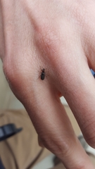 Placopterus thoracicus