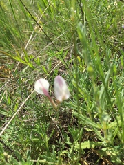 Astragalus ucrainicus