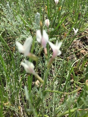 Astragalus ucrainicus