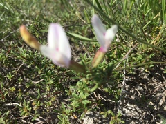 Astragalus ucrainicus