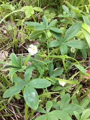 Potentilla alba