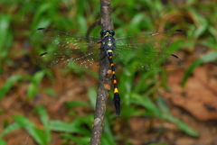 Macrogomphus quadratus