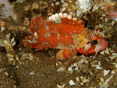 Barchin Scorpionfish photo 4