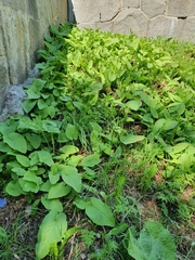 Cicerbita macrophylla