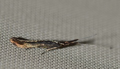 Coleophora mayrella