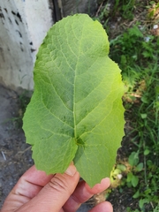 Cicerbita macrophylla