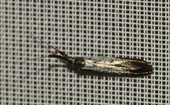 Coleophora mayrella