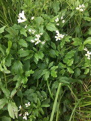 Cardamine amara