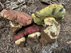Butyriboletus primiregius