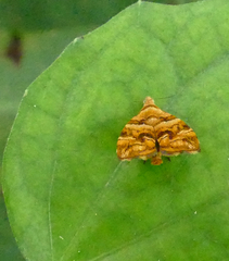 Choreutis amethystodes