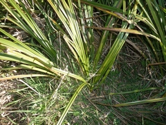 Carex geminata