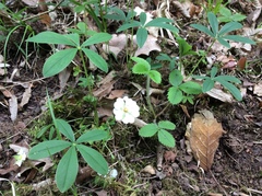 Potentilla alba