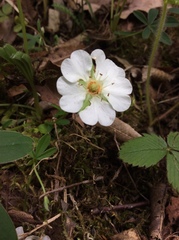 Potentilla alba
