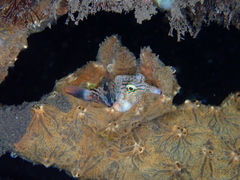 Canthigaster bennetti