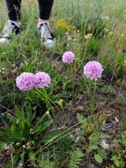 Armeria maritima elongata