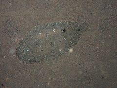 Heteromycteris hartzfeldii