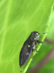 Chrysobothris succedanea