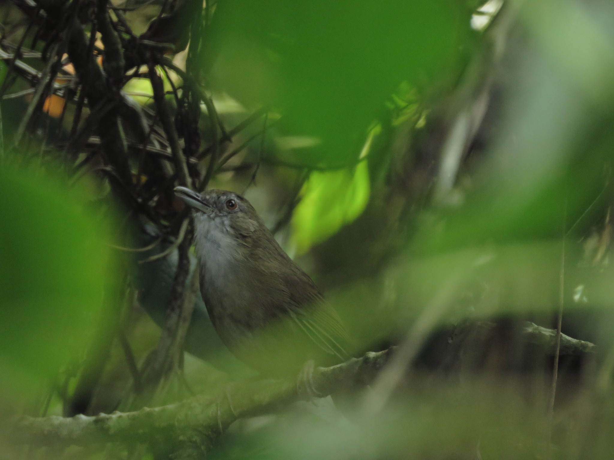 Abbott's Babbler (Malacocincla abbotti)
