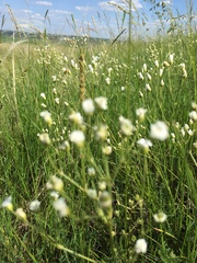 Eremogone procera