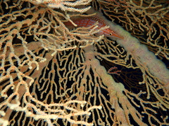 Oxycirrhites typus