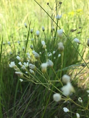 Eremogone procera