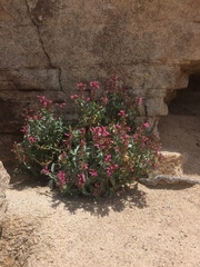 Penstemon clevelandii