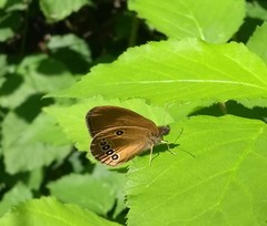 Coenonympha oedippus