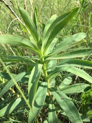 Euphorbia stepposa