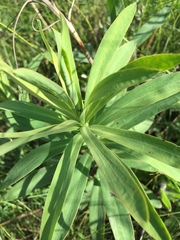 Euphorbia stepposa