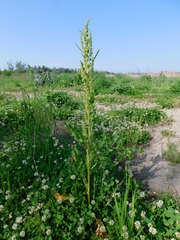 Rumex confertus