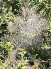 Thaumetopoea processionea