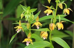 Epipactis thunbergii