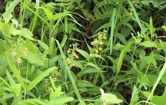 Epipactis thunbergii