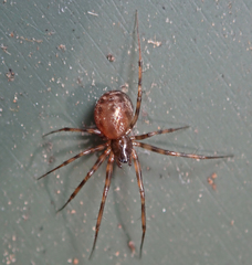 Lepthyphantes