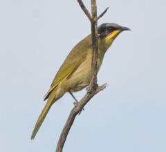 Lichenostomus cratitius