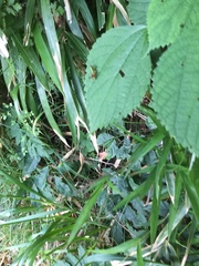 Parapodisma setouchiensis