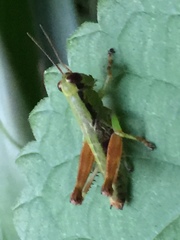 Parapodisma setouchiensis