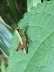 Parapodisma setouchiensis