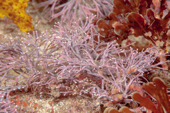 Arthrocardia flabellata