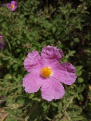 Cistus creticus creticus