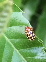 Cryptocephalus perelegans