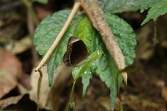 Mycalesis anaxias