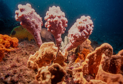 Halisarca australiensis